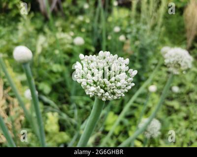 Semi di cipolla. Cipolla fiore. Campo vegetale. Foto Stock