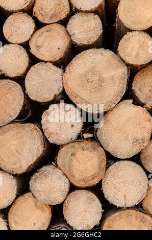 Pila di alberi o tronchi abbattuto con sezione trasversale visibile Foto Stock