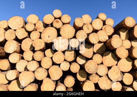 Pila di alberi o tronchi abbattuto con sezione trasversale visibile Foto Stock