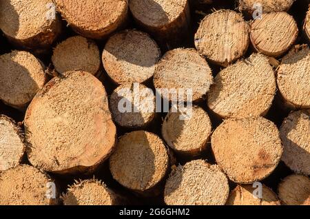 Pila di alberi o tronchi abbattuto con sezione trasversale visibile Foto Stock