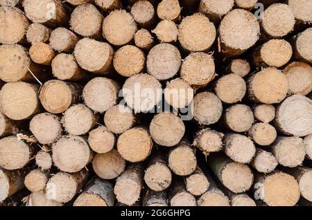 Pila di alberi o tronchi abbattuto con sezione trasversale visibile Foto Stock