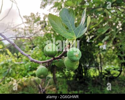 Un mazzo di fichi verdi sul fico. Foto Stock