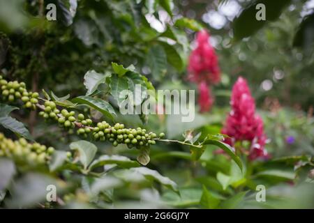 Caffè fagioli verdi su un ramo presso piantagione di alberi di caffè con foglie floreali bacground. Bacche fresche verdi succose di caffè presso l'azienda agricola biologica in Colombia Foto Stock