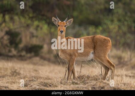 Bohor orientale Reedbuck - Redunca redunca bohor, bella antilope timido endemico in montagne etiopi, Bale mountians, Etiopia. Foto Stock