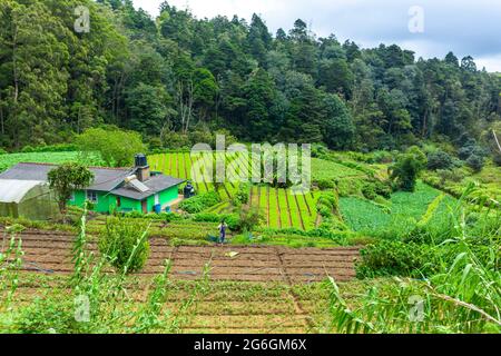 Famiglia locale in Sri Lanka. Un orto verde con letti pari. Sri lanka - 02.02.2018 Foto Stock