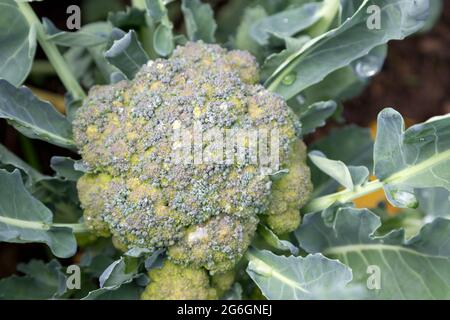 broccoli pianta che cresce Foto Stock