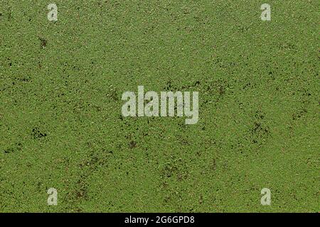 Sfondo verde con molte foglie di anatre conosciuto come lemna sulla superficie del fiume Foto Stock