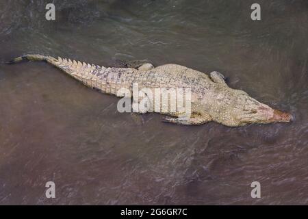 Coccodrilli americani (coccodrillo acutus) in acqua, Rio Grande Tárcoles, fiume Tarcoles, Punaneras, Costa Rica Foto Stock