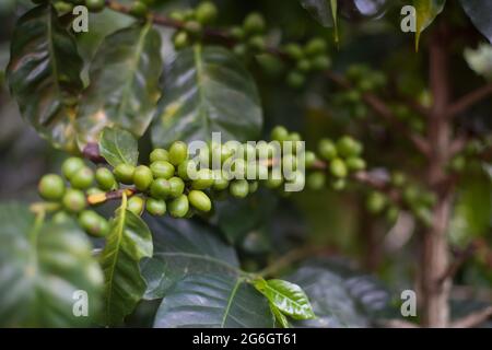 Caffè fagioli verdi su un ramo presso piantagione di alberi di caffè. Pianta dell'albero di Cofee con bacche crude verdi su sfondo verde di fogliame. Processo di maturazione del cof Foto Stock