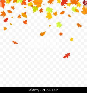 Autunno caduta foglie isolate su sfondo bianco. Sfondo autunno con acero dorato e foglie di quercia. Illustrazione Vettoriale