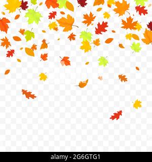 Autunno caduta foglie isolate su sfondo bianco. Sfondo autunno con acero dorato e foglie di quercia. Illustrazione Vettoriale