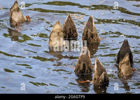 Gruppo di anatre mallard, anche anatre selvatiche, Anas platyrhynchos, dabbling e alimentazione in acqua, Germania Foto Stock