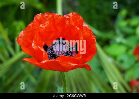 Singolo Lone Grande Poppy Rosso Orientale (Papaver Orientale) Fiore cresciuto nei confini a RHS Garden Harlow Carr, Harrogate, Yorkshire, Inghilterra, Regno Unito Foto Stock