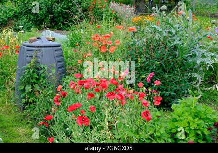 papaveri rossi in un giardino di assegnazione cresciuto, norfolk settentrionale, inghilterra Foto Stock