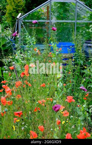 papaveri rossi in un giardino di assegnazione cresciuto, norfolk settentrionale, inghilterra Foto Stock