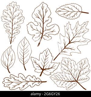 Disegni vettoriali. Set di foglie marroni d'autunno. Disegno di contorno Illustrazione Vettoriale