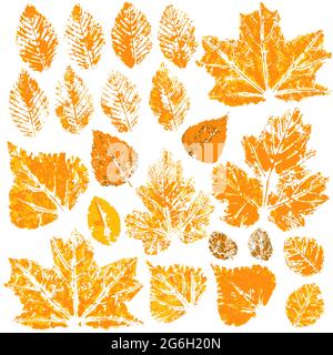 Raccolta di foglie autunnali in arancione. Stampe a due tonalità di vernice. Set di disegni vettoriali con vernici acriliche. Ottimo per il design autunnale Illustrazione Vettoriale