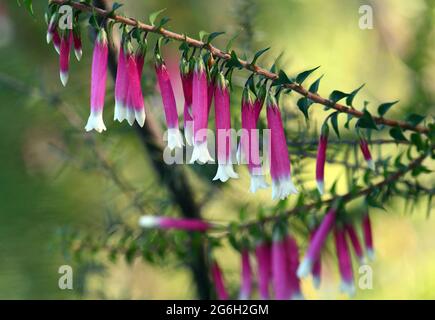 Fiori rosa e bianchi a forma di campana della Fuchsia Heath australiana, Epacris longiflora, famiglia Ericaceae, Sydney, NSW, Australia Foto Stock