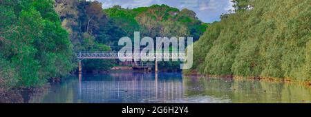 Cooks River si estende con la fauna selvatica e gli alberi di mangrovie lungo la riva del fiume in un sobborgo interno della Sydney Occidentale NSW Australia Foto Stock