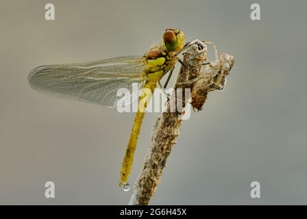 Comune darter libellula femmina con larva, exuvia, primo piano. Appoggiandosi su una lama asciutta di erba nell'acqua. Mattina presto. Genere Sympetrum striolatum. Foto Stock