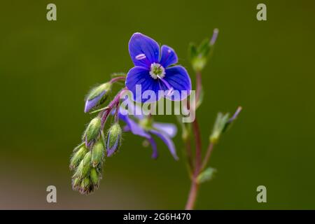 Veronica agrestis fiori che crescono in giardino, macro Foto Stock