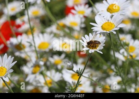 Un'ape di miele raccoglie nettare da un occhio di bue daisy in una giornata luminosa di sole. Fotografato in un giardino inglese nel mese di giugno Foto Stock