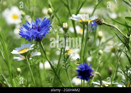 Blue Cornflower Centaurea cyanus, un tempo considerato un'erbaccia di campi di grano, ora un fiore selvatico molto amato. Le margherite Oxeye possono essere viste sullo sfondo Foto Stock