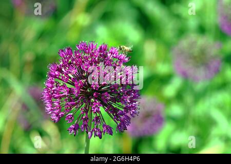 Teste sferiche di allio (Allium hollandicum 'Purple Sensation') al sole luminoso fotografate in un giardino inglese nel mese di giugno Foto Stock