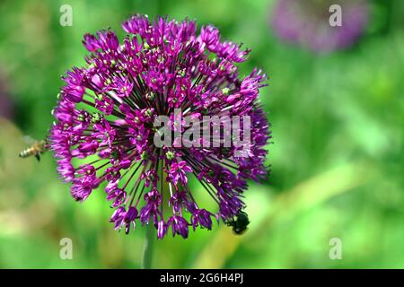 Teste sferiche di allio (Allium hollandicum 'Purple Sensation') al sole luminoso fotografate in un giardino inglese nel mese di giugno Foto Stock