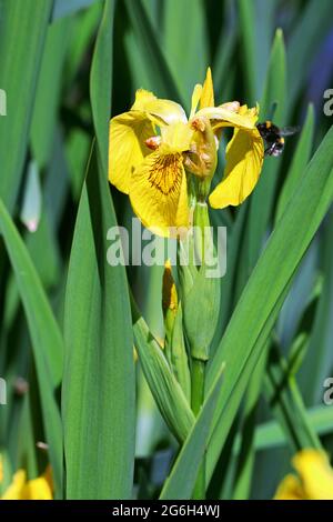 Un bumblebee con coda di rondine al lavoro su un Iris giallo circondato da foglie di spada grigio-verde. Fotografato da uno stagno in Inghilterra nel mese di giugno Foto Stock