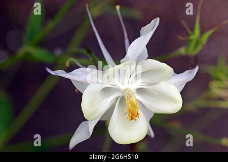 Columbina gialla pallida (Aquilegia vulgaris) con sfondo verde scuro del fogliame Foto Stock