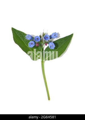 Comune comfrey Symphytum officinale erba con fiori blu isolato su sfondo bianco Foto Stock
