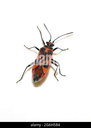 Il bug cannella Corizus hyoscyami vero bug isolato su sfondo bianco Foto Stock