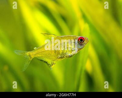 Macro primo piano di una tetra di limone (Hyphessobrycon pulchripinnis ) in un serbatoio di pesce con sfondo sfocato Foto Stock