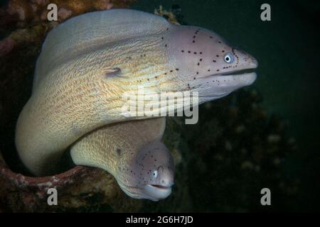 Geometric Moray (Gymnothorax griseus). Mondo sottomarino della barriera corallina vicino Makadi Bay, Hurghada, Egitto Foto Stock