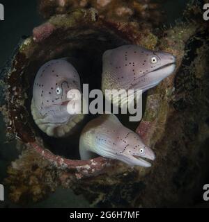 Geometric Moray (Gymnothorax griseus). Mondo sottomarino della barriera corallina vicino Makadi Bay, Hurghada, Egitto Foto Stock