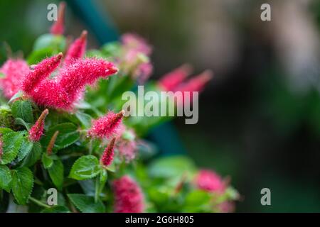Maroon astilba, soffici infiorescenze di astilba rosso scuro fiorite in estate Foto Stock