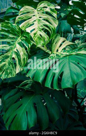 Foglie di piante tropicali di Monstera. Sfondo naturale della foto. Foto Stock