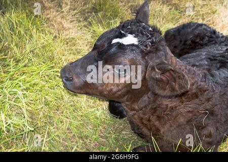 dh vitelli BIRSAY ANIMALI vitello di nuova nascita seduta in campo di erba neonato bovino bambino Foto Stock