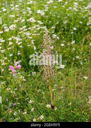 Lizard Orchid; Himantoglossum hircinum, un raro fiore selvatico visto nel Sud-ovest Hertfordshire nel mese di luglio. Foto Stock