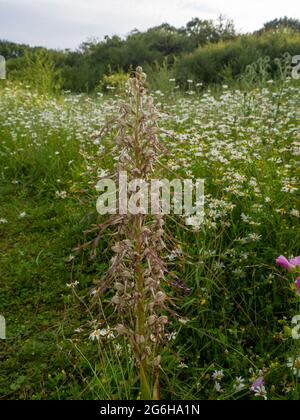 Lizard Orchid; Himantoglossum hircinum, un raro fiore selvatico visto nel Sud-ovest Hertfordshire nel mese di luglio. Foto Stock