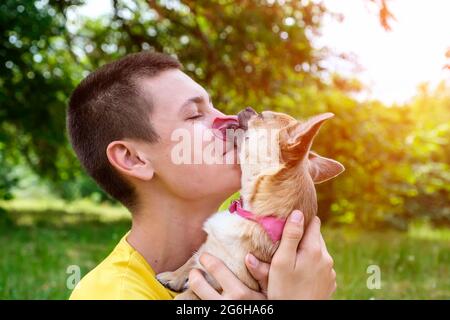 Il cane Chihuahua bacia e leccò il suo proprietario all'aperto in estate nel parco Foto Stock