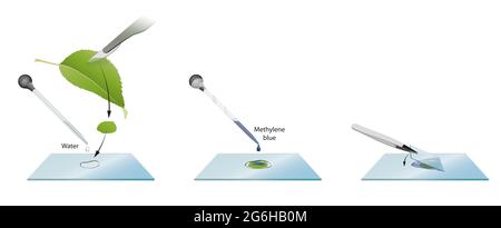 Come preparare i vetrini per microscopio per l'esame delle cellule fogliari Foto Stock