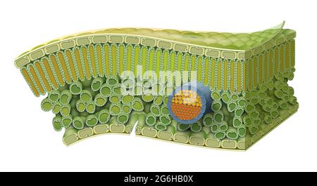 Struttura cellulare di foglia. Struttura interna delle foglie una foglia è costituita da molti strati che sono racchiusi tra due strati di cellule cutanee dure Foto Stock