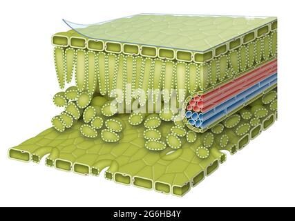 Diagramma anatomico delle lamelle Foto Stock