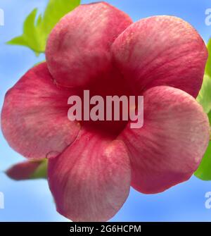 Una sola goccia d'acqua si aggraffa a un fiore rosa di allamanda sulla Big Island delle Hawaii. Foto Stock