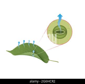 Traspirazione di pianta Foto Stock