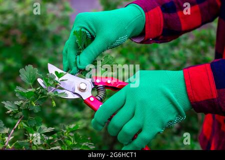 Lavoro del giardiniere. Taglio cespugli da giardino. Cesoie potatrici con cesoie potatrici. Cesoie da giardino in mano. Foto Stock