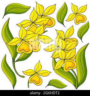Orchidee. Serie di inflessenze orchidee. Fiori gialli, elementi individuali. Fiori carini in stile disegno a mano Illustrazione Vettoriale