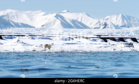 L'orso polare femminile adulto cammina lungo il ghiaccio veloce in Svalbard, un arcipelago norvegese tra la Norvegia continentale e il Polo Nord. Sono presenti coperture da neve Foto Stock